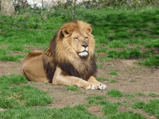 5 天坦尚尼亞野生動物園之旅套裝行程：塔蘭吉雷、塞倫蓋蒂和恩戈羅恩戈羅火山口