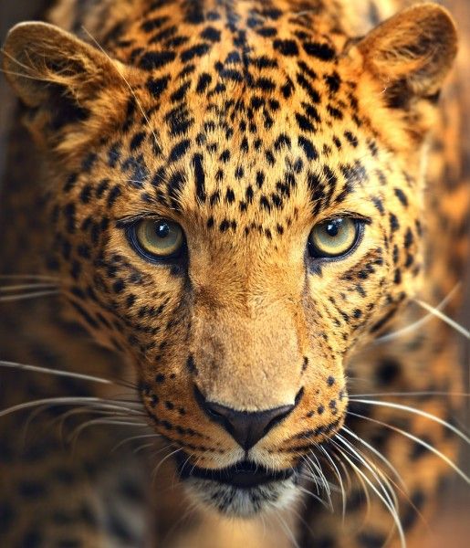  2-Day 1-Night Tanzania Safari Tour Package to Tarangire National Park and Ngorongoro Crater