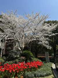 The BEST places to See Cherry Blossoms in Shanghai