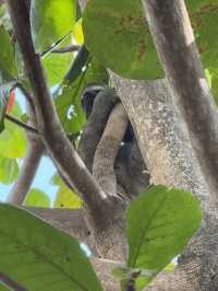 Wild encounter in the heart of Cartagena 