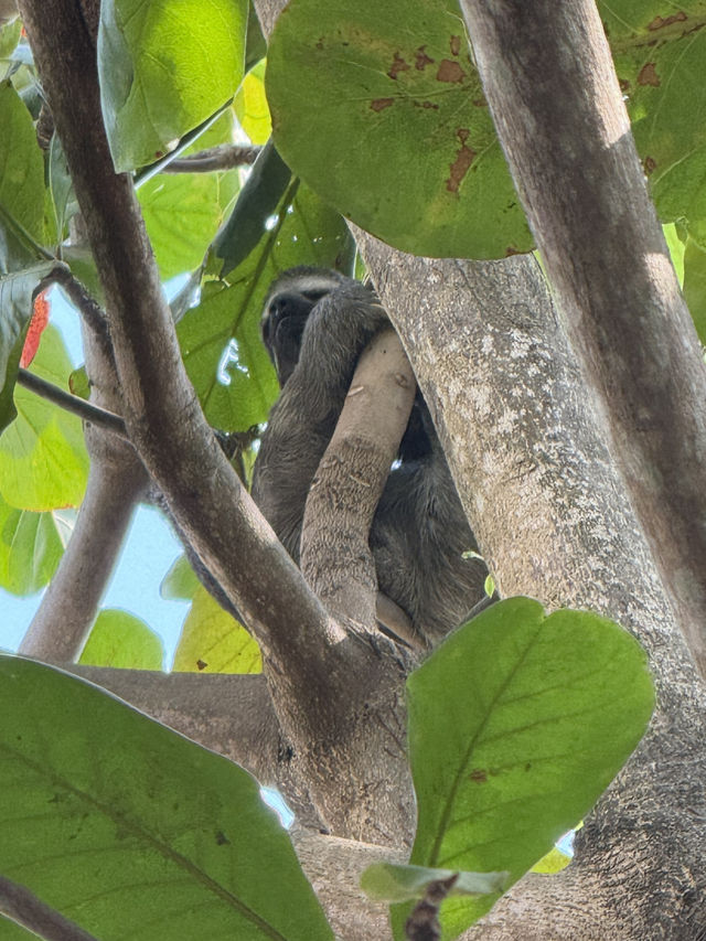 Wild encounter in the heart of Cartagena 
