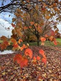紐西蘭Rotorua 市政公園賞紅葉🍁