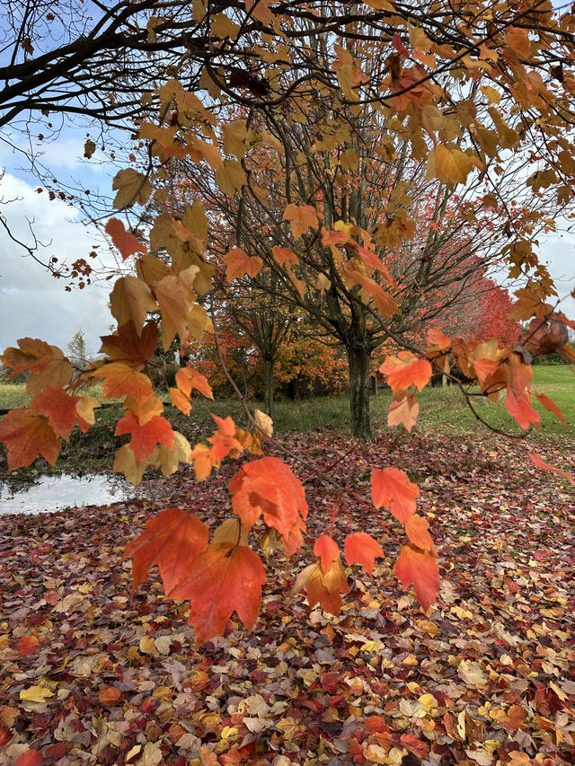紐西蘭Rotorua 市政公園賞紅葉🍁