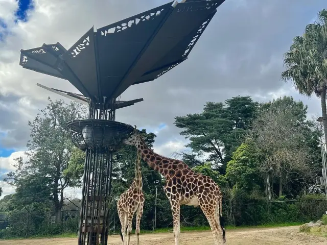 Fabulous Melbourne Zoo 🇦🇺