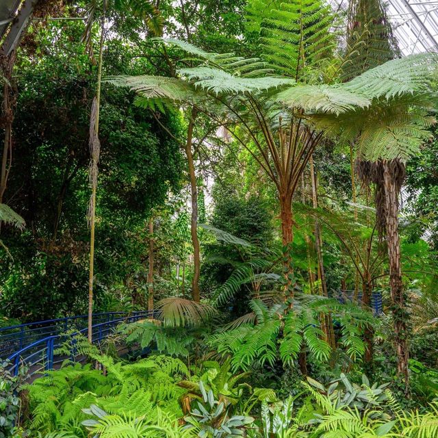 Spectacular Adelaide Botanic Garden 🇦🇺