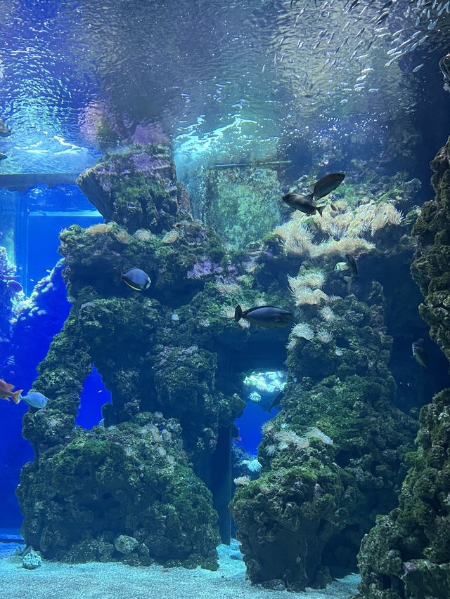 모나코 랜드마크2: 모나코 해양박물관
