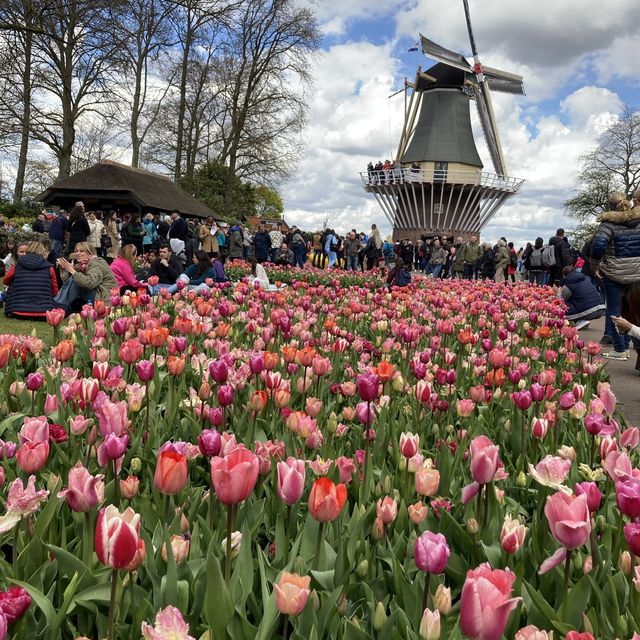 キューケンホフ公園(keukenhof)とてもチューリップが綺麗でした🌷