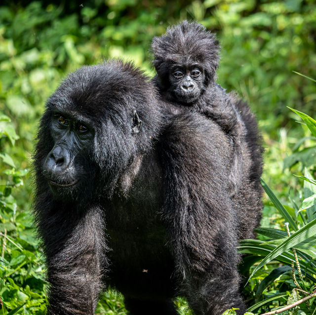 Gorillas in the Wild - A unique Experience.