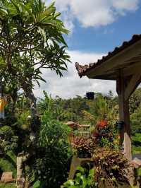 Bali's Tegallalang Rice Terraces