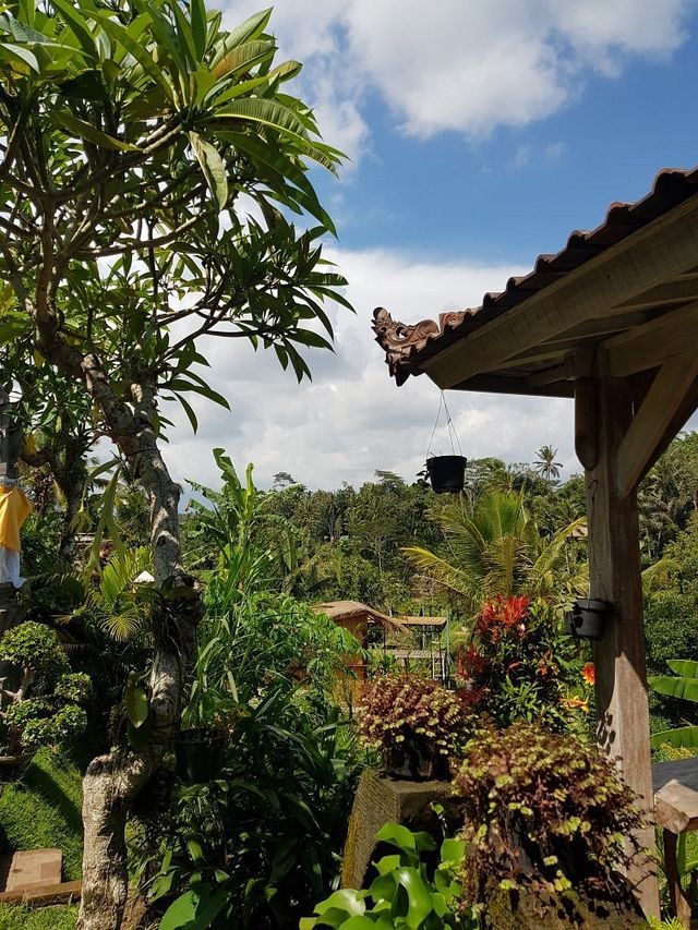 Bali's Tegallalang Rice Terraces