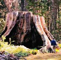 Lost in the giant Sequoia forest 🌳 