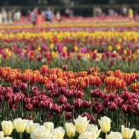 Beautiful Tully’s Tulip Farm 