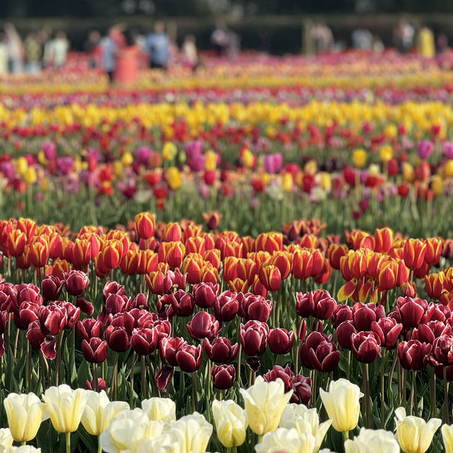Beautiful Tully’s Tulip Farm 