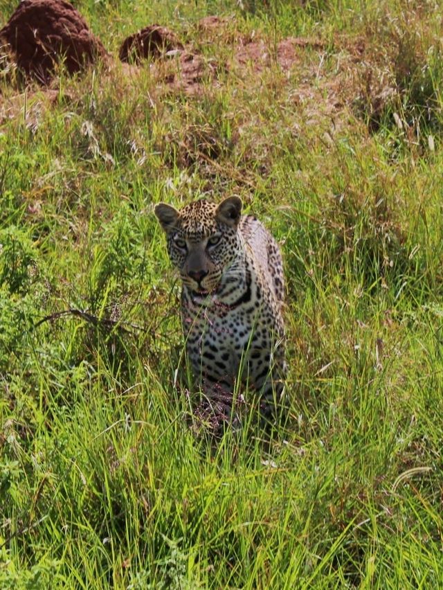 Masai mara national park