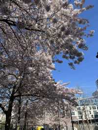 🌸 Cherry Blossom Serenity in Swiss Cottage, London