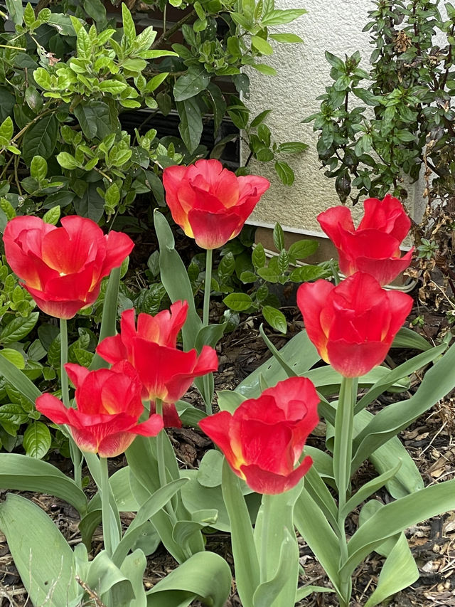 The Arrival of Spring in the UK