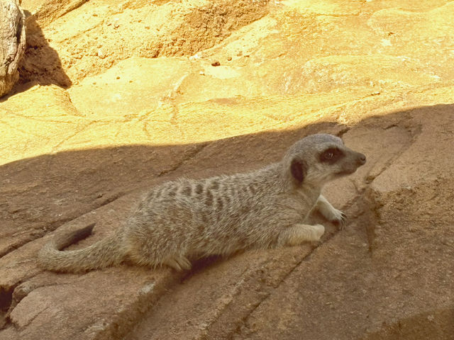 Toronga Zoo 