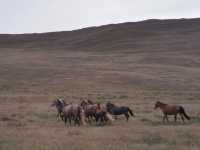 Trekking on Baikal is an adventure that allows you to enjoy incredible nature and feel special energ