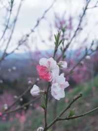 大阪直飛東北：船岡城址公園之花之丘 