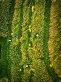 Jatiluwih Rice Terraces, Bali: A Peaceful Tapestry of Tradition and Nature