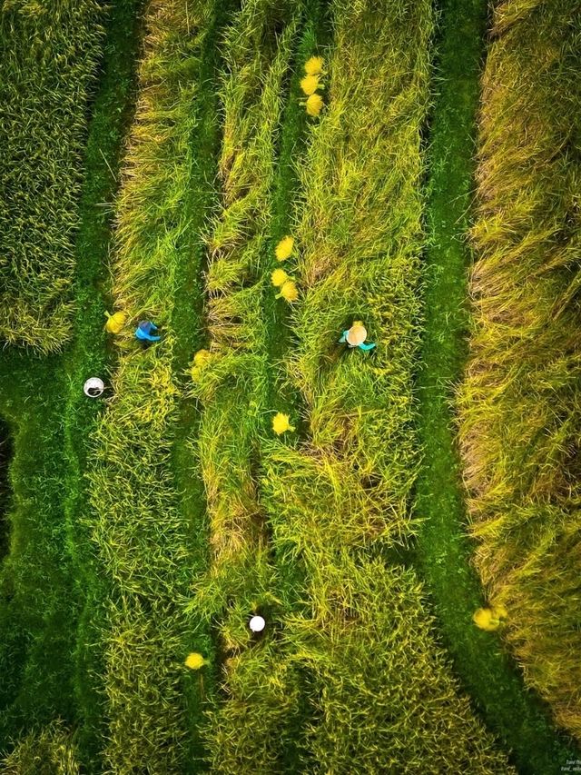 Jatiluwih Rice Terraces, Bali: A Peaceful Tapestry of Tradition and Nature