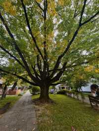 🍂 The Village Museum in Bucharest – A Peaceful Autumn 