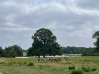 Richmond park