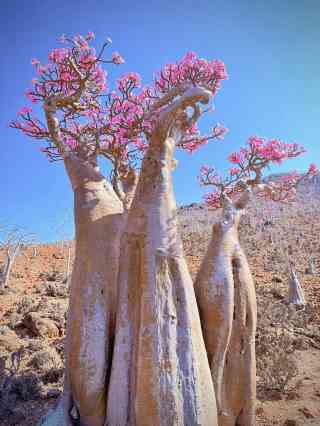 2026 Recommended Flower viewing in Yemen (Updated July)| Trip Moments