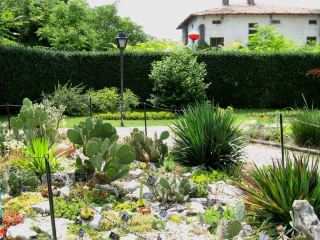 🌵 Cacti in Spring in Balchik: The Awakening of a Spiny Fairy Tale