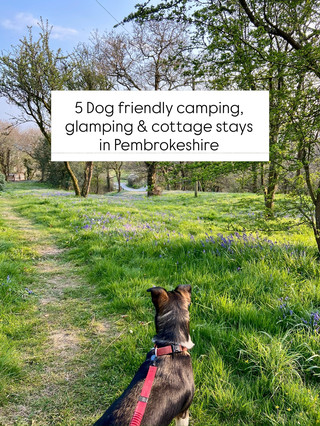 5 dog friendly camping, glamping & cottage stays in Pembrokeshire 