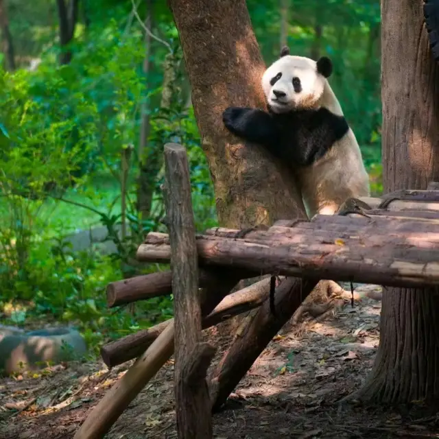 #Panda #Chengdu #Sichuan #Visit #January2023