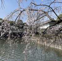 日本皇居