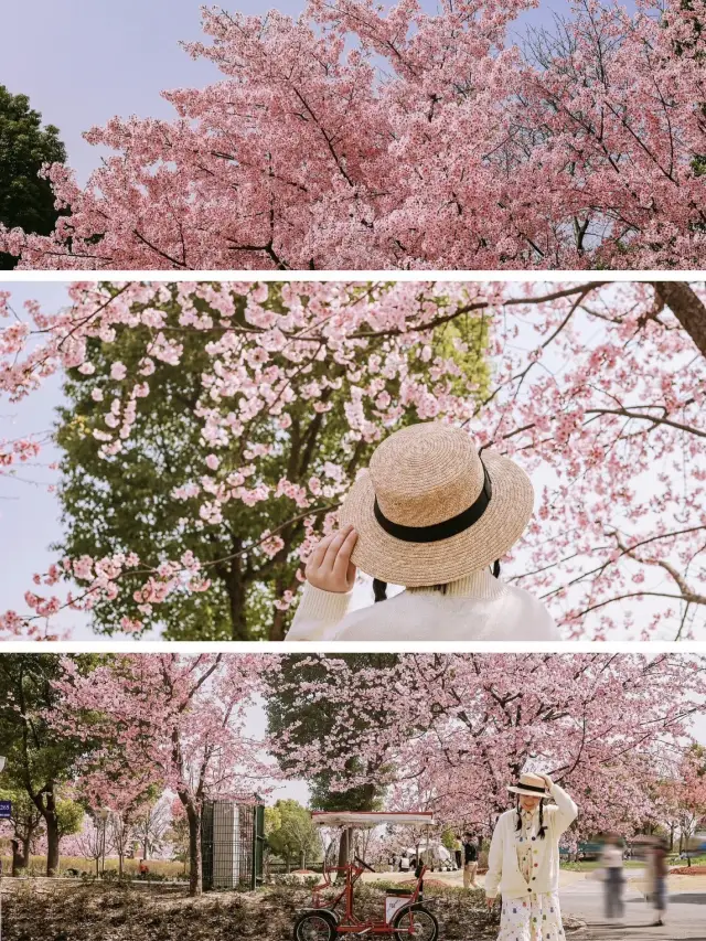 Comic-like Cherry Blossoms