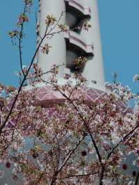 Shanghai in Bloom - Oriental Pearl Tower🌷🌸