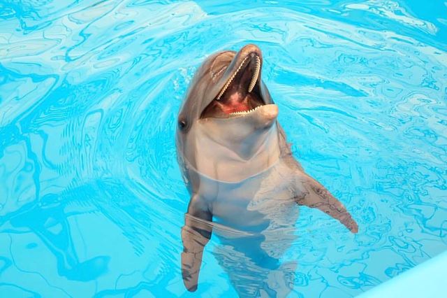 Must-visit attractions for parent-child trips in Thailand, swim with dolphins!