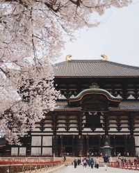 Chase the cherry blossom feast, essential guide for cherry blossom viewing around the Great Buddha of Kamakura.