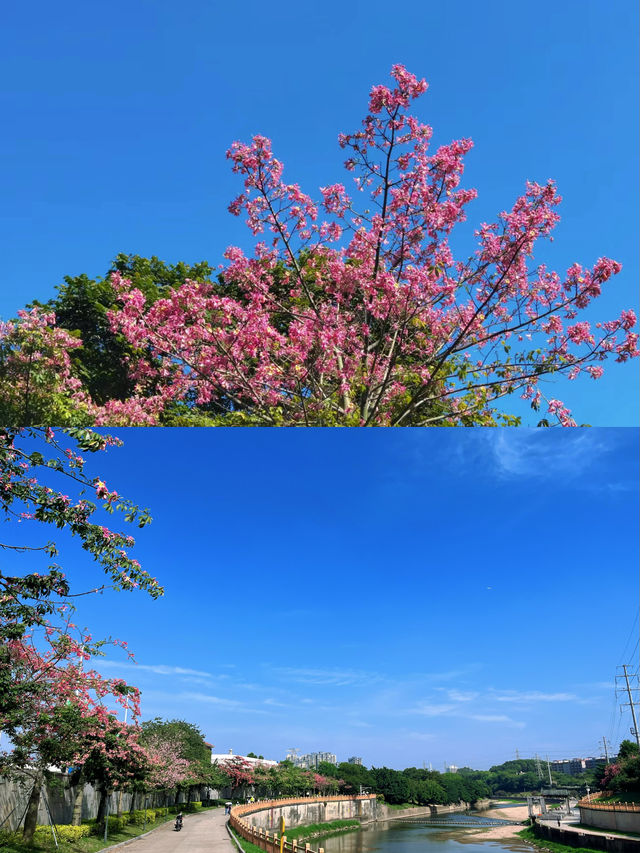 深圳 觀瀾湖異木棉  | 冬日粉色限定，秒拍日系大片