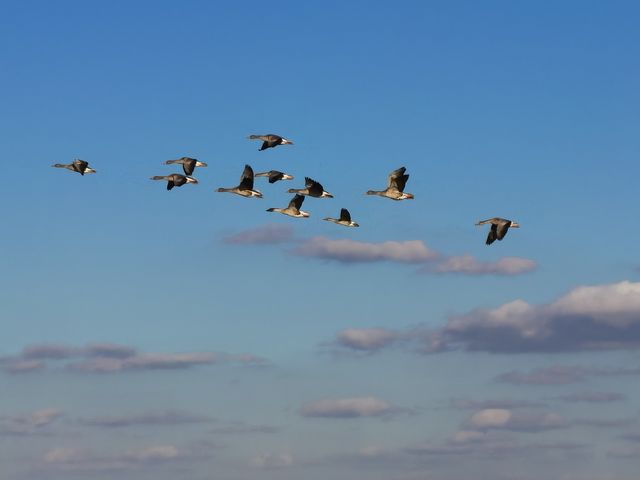 黃河口觀鳥之旅