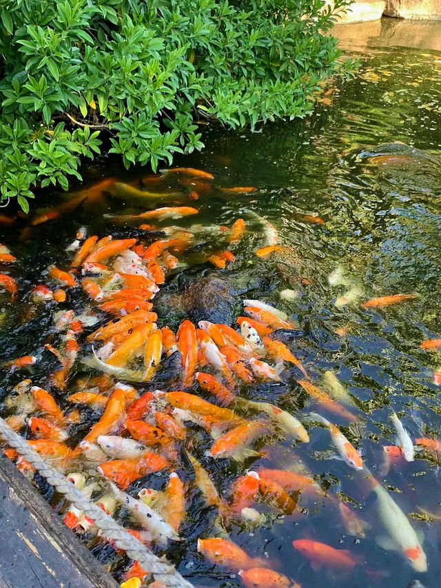 夏門日月谷、我跟魚兒泡溫泉