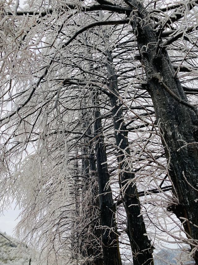 “雲上雪原”道場坪｜華東名山錄