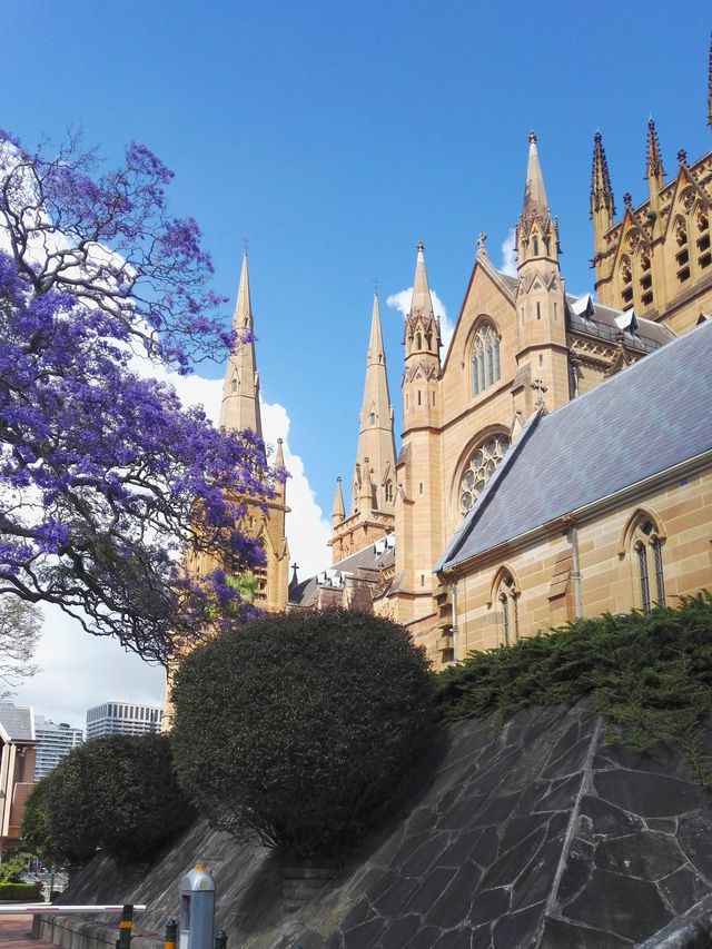 澳大利亞：悉尼塔/聖瑪麗大教堂