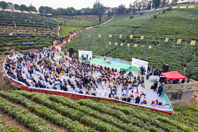 走進貴州普安縣，參加2024年“貴州綠茶”第一採活動