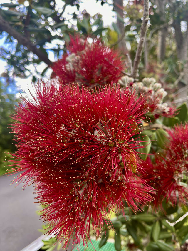 花卉王國 奧克蘭植物園 奧克蘭