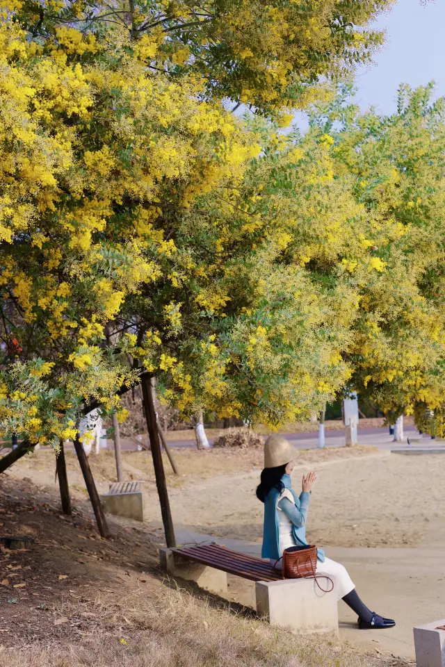 The golden shower trees in Chengdu have bloomed, here's a guide