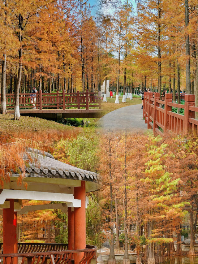 東莞落羽杉公園安利，這個小眾秘境藏不住啦