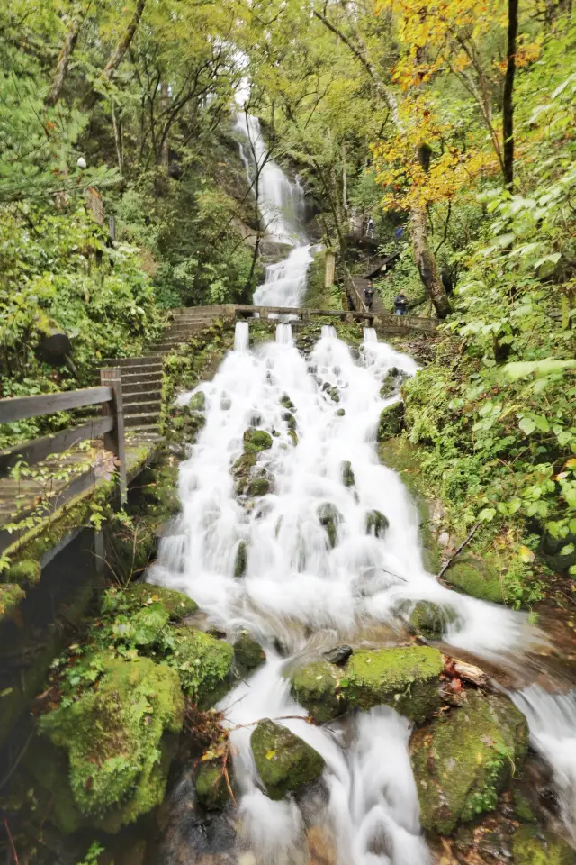 Encounter with the "Wild Man" in Shennongjia