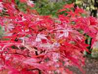 長瀞的紅葉小公園