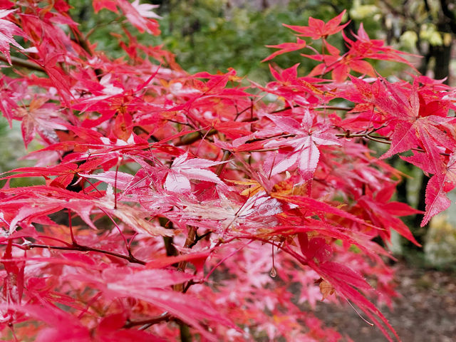 長瀞的紅葉小公園