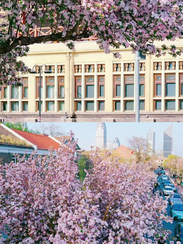 The most beautiful sight in Tianjin in March is the begonias on the Five Avenues