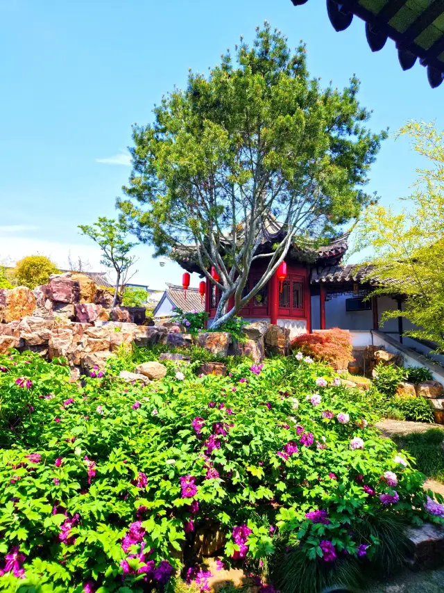 คุณคิดว่า 'สวนยัน' ที่เล็กมากใน Changshu มีค่าเป็นบัตรเข้าชม 10 หยวนหรือไม่?